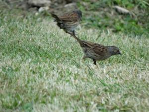 Dunnock 1